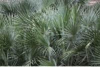 palm leaves 0003